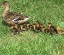 Duck and ducklings.