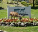 Deer in front of sign.