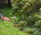Deer in the Bush - Rossmoor Walnut Creek