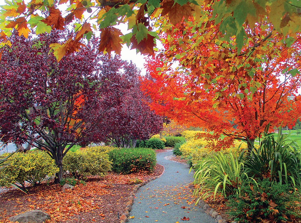 Landscaping Nature Garden-Rossmoor Walnut Creek