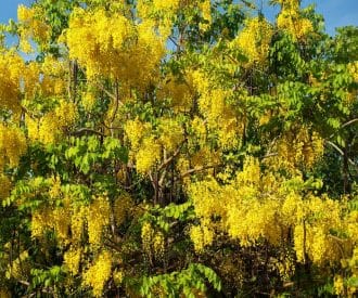 Golden Rain Tree