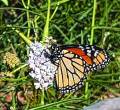Monarch butterfly on milkweed. Photo by Georgette Howington