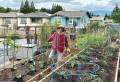 Pamela Liang checks out the new tomato planting.