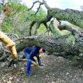 Bob Duncan stands under a downed tree that the GRF Landscape Dep